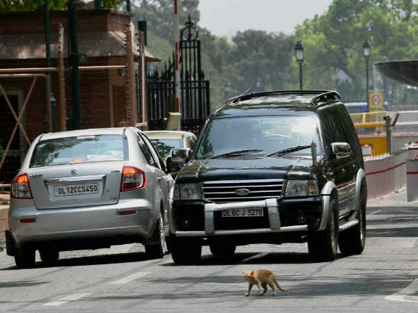 બિલાડીનો રૂઆબ, નેતાજીની ગાડી રોકાવી