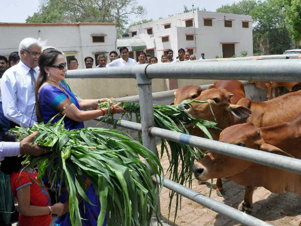 ગાયોને મળવા ગઇ હેમા માલિની