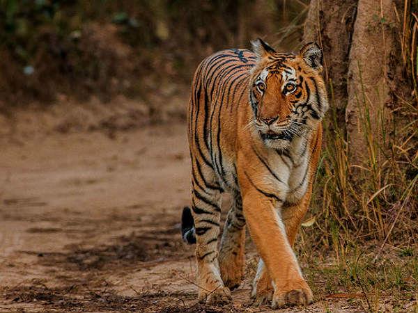 કૉર્બેટ નેશનલ પાર્ક, ઉત્તરાખંડ