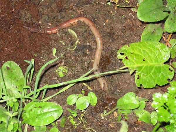 અળસિયા