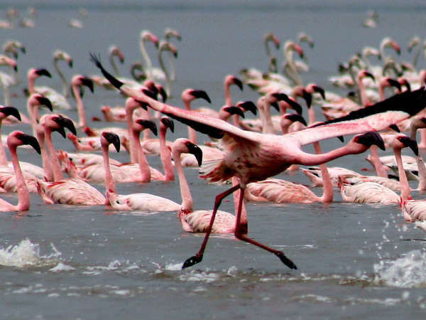 મુંબઇ બન્યું પીંકી પીંકી
