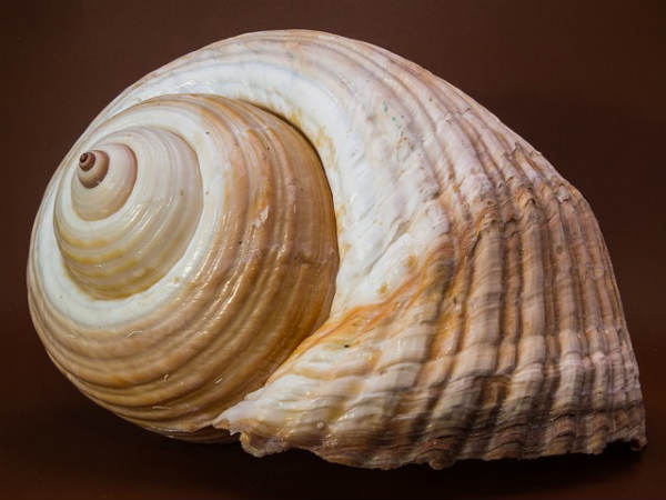 શંખની પૂજા માટે મંત્ર