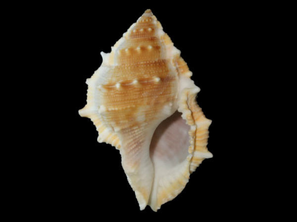 જો વાણીમાં દોષ હોય તો