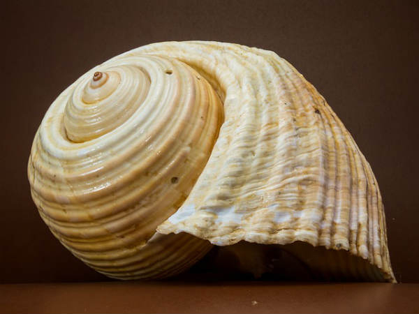 જો સંતાન ના થતી હોય તો