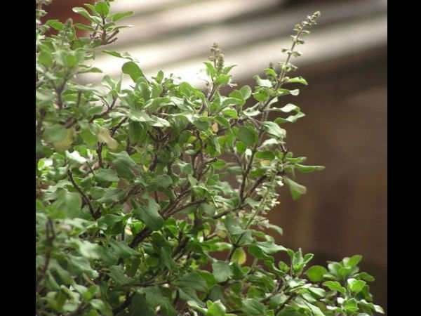 રવિવારે તુલસી તોડવી નહી