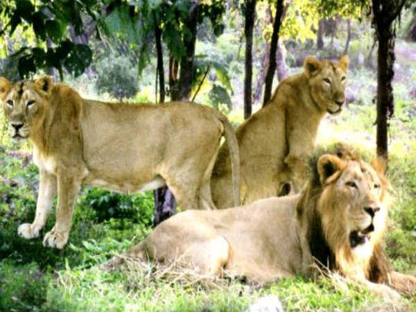 જંગલનો રાજા રસ્તા પર