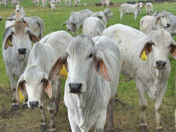 ગૌ હત્યાનો વિરોધ