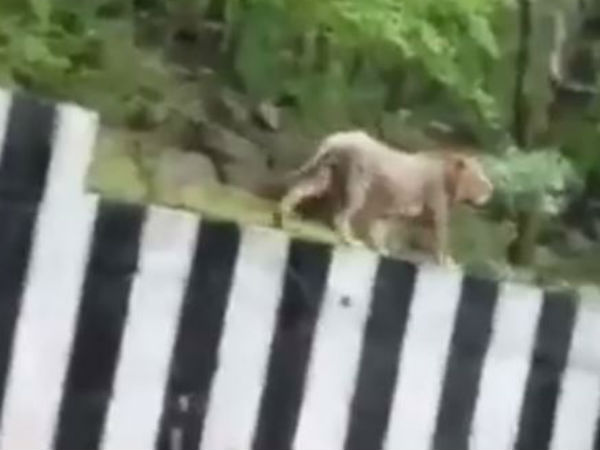 સિંહ