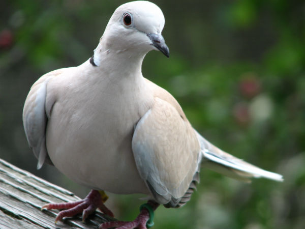 ડવ યર