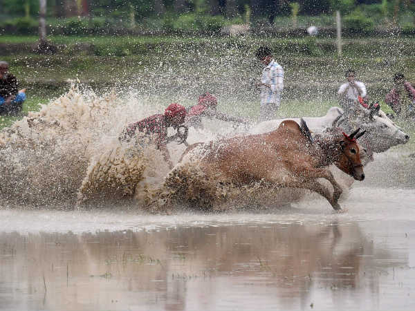 રસાકસી ભરેલ બળદગાડાની રેસ થઇ શરૂ