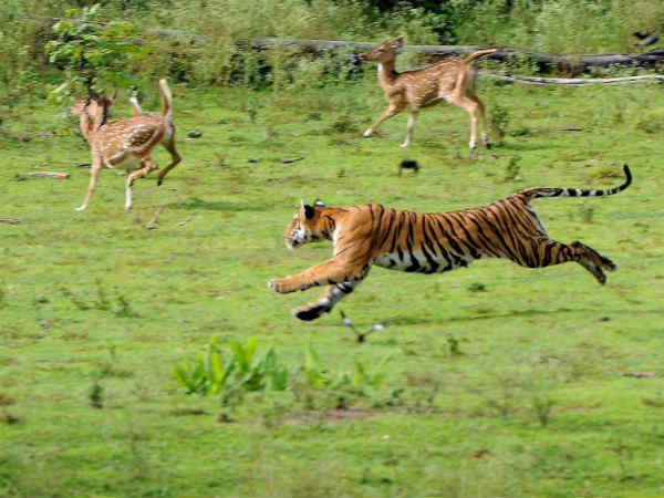 જ્યારે જંગલનો રાજા શિકાર કરવા નીકળ્યો