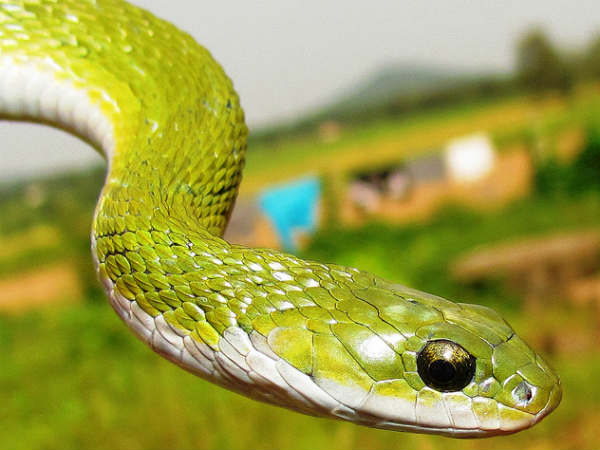 સાંપના ઝેરથી હૃદયની સારવાર