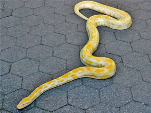 અલ્જાઇમરનો ઇલાજ