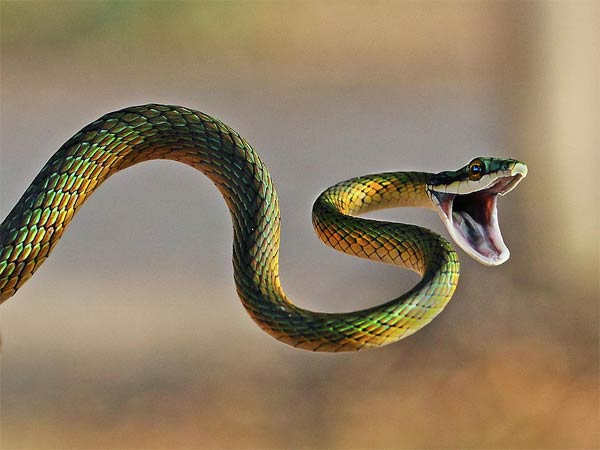 કોબરાનું ઝેર