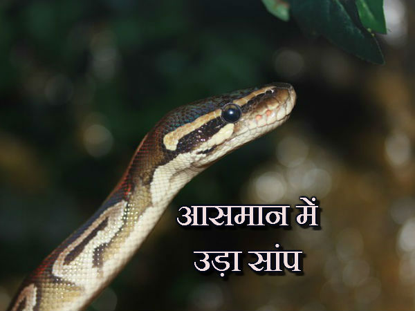 અને ઉડવા લાગ્યો સાંપ