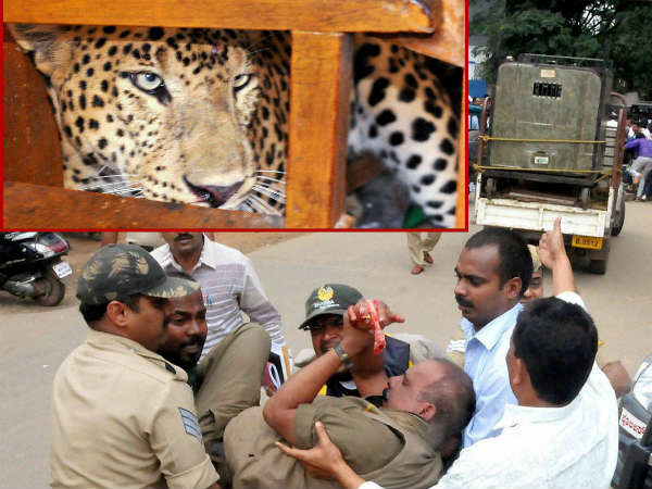 ચિકમંગલૂરની એક શાળામાં ધૂસ્યો દિપડો