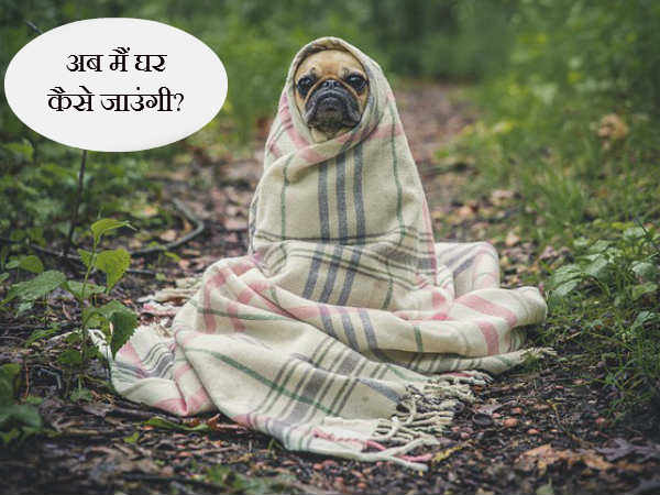 આ બિચારી મુન્નીની જેમ ખોવાઇ ગઇ છે.