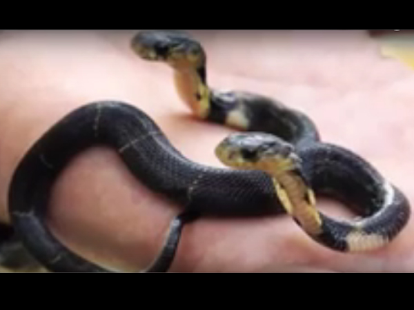 શેષનાગ