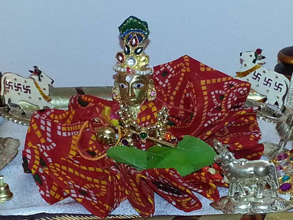 ગાય
