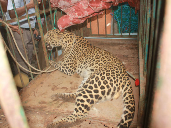 દીપડાએ બાળકીને ફાડી ખાતા ફેલાયો ડરનો માહોલ