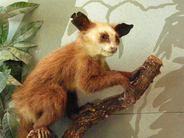 એય એય