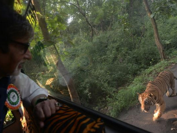અમિતાભની પાછળ પડ્યો વાધ
