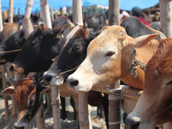 ભારતનું પશુધન