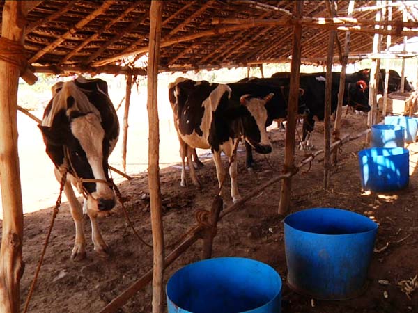 પશુ કપાય છે વધુ, ખવાય છે ઓછા