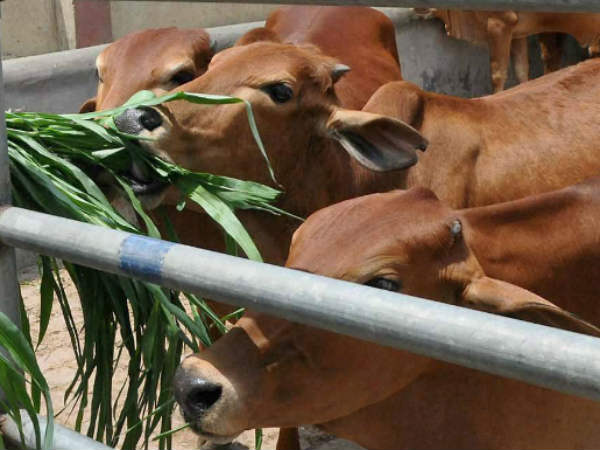 યુપીમાં ગૌ હત્યા કરનાર પર લગાવાશે NSA
