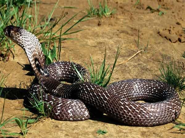 કાળો નાગ