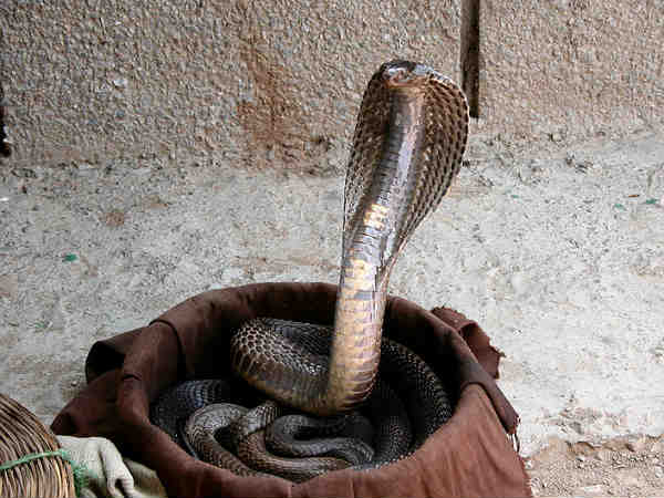 તમારી ઊપર સાપ