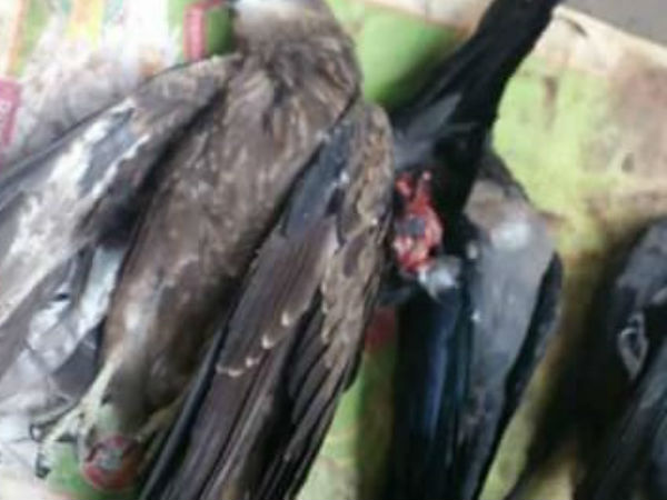 વિચિત્ર ધટના પક્ષીઓની મોત