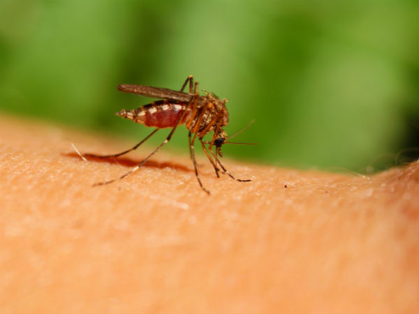 જિકા વાયરસના લક્ષણ