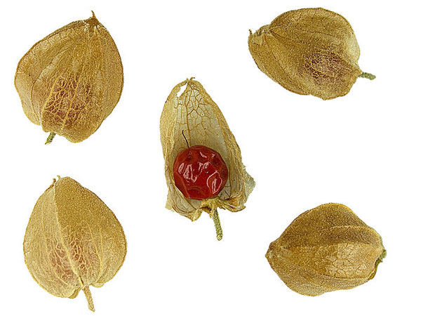 અશ્વગંધા