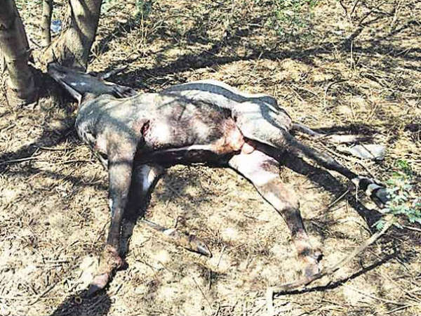 દીવમાં દીપડાએ એક સાથે માર્યા 9 બકરા