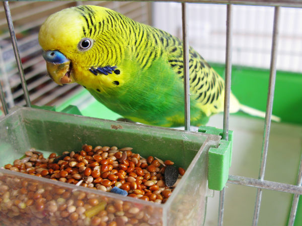દિનચર્યામાં બદલાવ