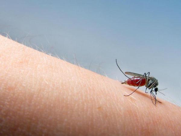 મચ્છર કે જીવજંતુના ડંખ