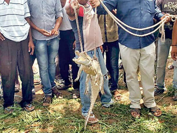 જુવાર વાઢતા મહિલાના હાથમાં આવ્યો મગર