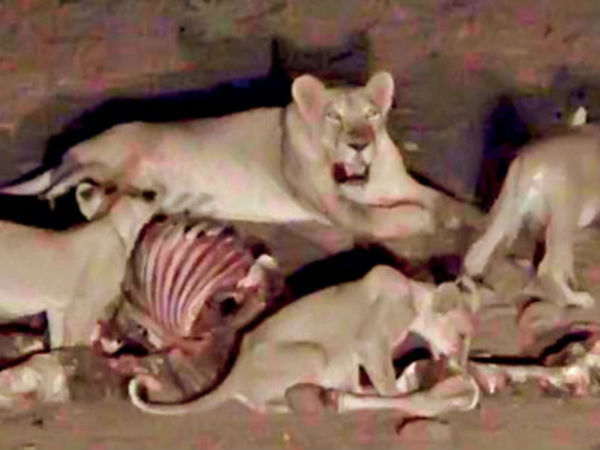 આજથી ગીરમાં સિંહો જશે વેકેશનમાં