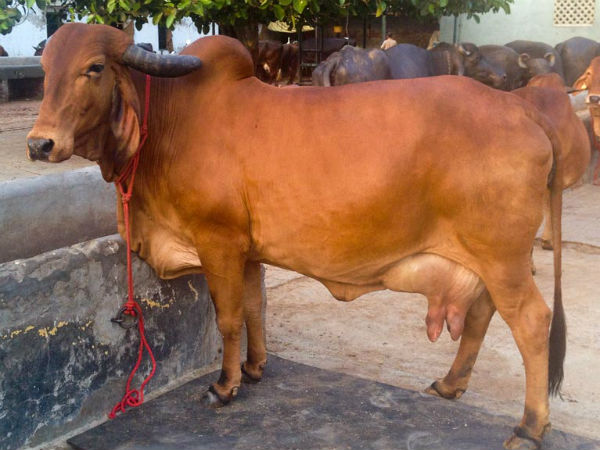 ગીરની ગાયોનો ગૌમૂત્રમાંથી નીકળ્યું સોનું!