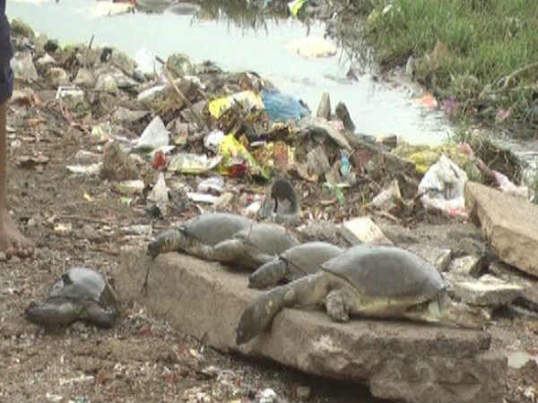 ભાવનગરમાં મળી આવ્યા 200 મૃત કાચબા