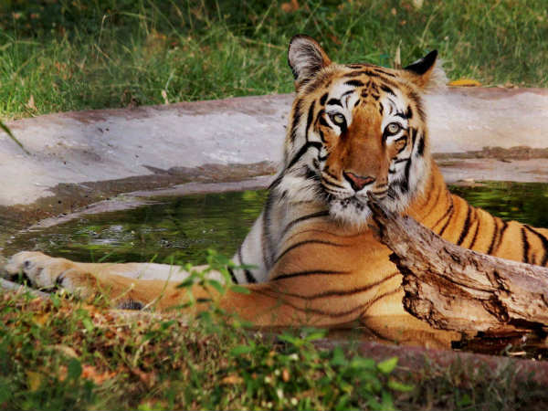 11 ફિટ સુધી લંબાઇ