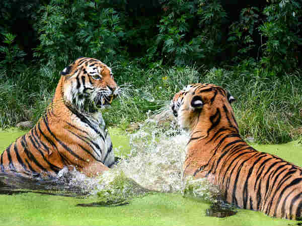 માોતનું કારણ