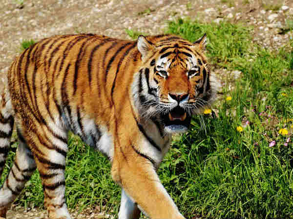 રાષ્ટ્રિય પ્રાણી