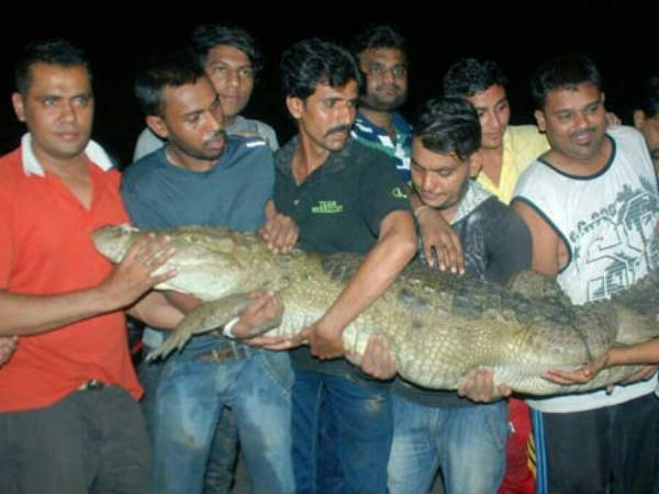 વડોદરામાં મગરે તોબા પોકારાવી