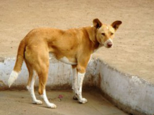 ફ્લાઇટ લેન્ડિંગ સમયે કૂતરું આડે આવ્યું