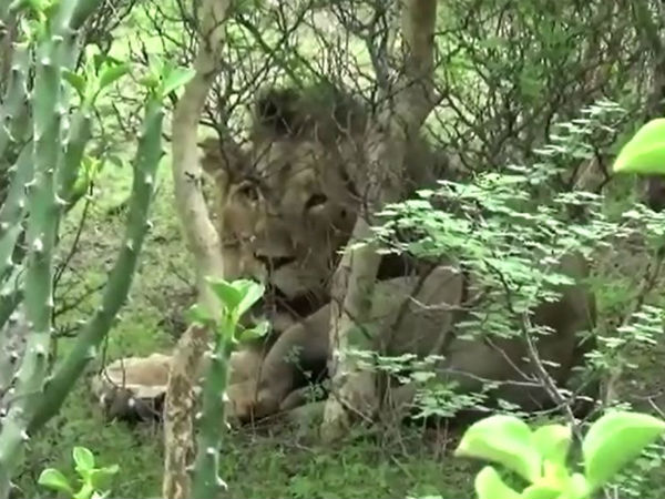 અમરેલીમાં સિંહોએ નાખ્યા ધામા