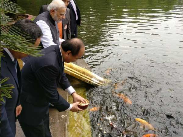 માછલીને ખવડાવ્યું ભોજન