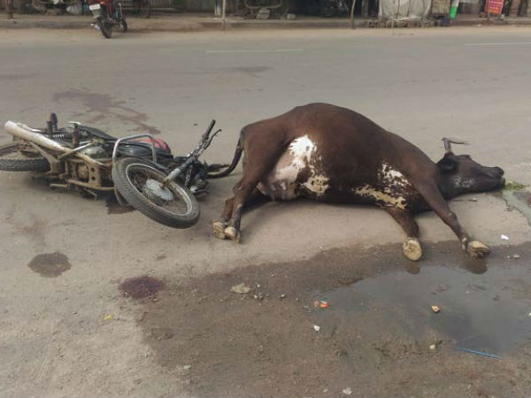 વડોદરામાં ગાયની હડફેટે બાઇક સવારનું મોત
