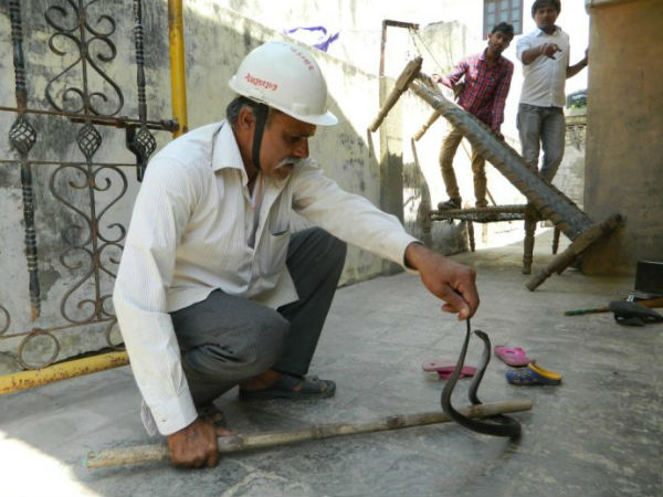 નાગ નાગણ એક સાથે નીકળતા સર્જાયું આશ્ચર્ય